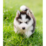 THE HUSKY GAMING FAN CLUB