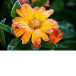 Flower_Squad