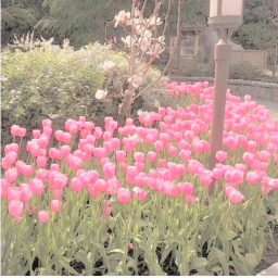 ⋆˚✿˖°