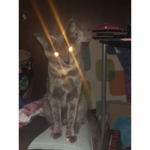 the cat boys