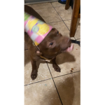 Doggeeee