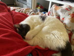 Hoildays Animal