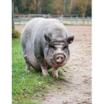 Piggy squash