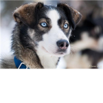 ♥  Alaskan Husky Fan Club ♥