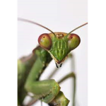 MantisTribe