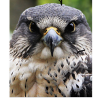 Hawkys