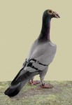Skinny Pigeon Club