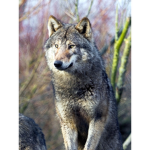 The Wolf Membership Group