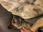 tofiuhhs multiple big toes