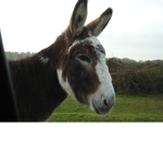 the donkey sqaud club