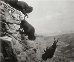 The Buffalo Theory!