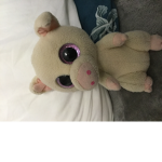 Team cool piggy