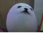 Egg dog studio