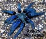 Spider Informaton group.