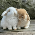 petpIaying