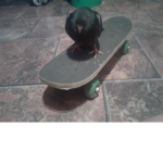 Skater Birb bois