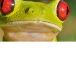 The super frog army