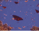 Cute butterfly’s in the air