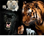 Tribe of Grey Vine (Panther Warriors)