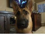 Puppy puppy puppy puppy puppy