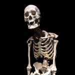 skeletоn