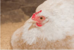 CHICKENSSS ARE AMAZING