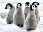 ThePenguinFans