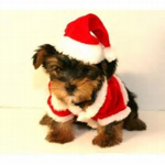Doggy Nation!!!!