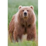 #Bears for life