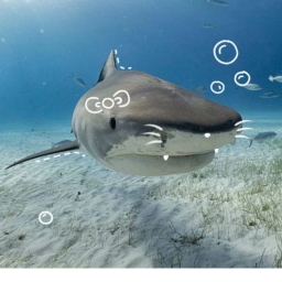 shark shark