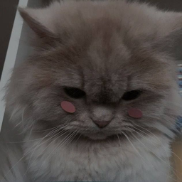 Kawaii cat life!🪐