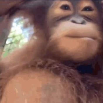 Orangutan 64