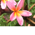Aloha Friends!