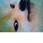 Doge army meme