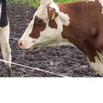 cow team and your home