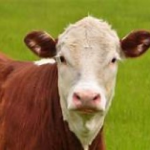 The Moo Moo Mafia