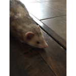 Ferrets Group