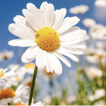 The Daisy Army