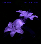 Velvet Aura