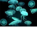 jellyclan