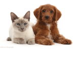 Join if you guys love cats and dogs