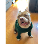 Mr.DoggoArmy
