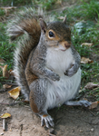 squirrelclan.