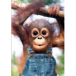 The monkey group for monkey fans only