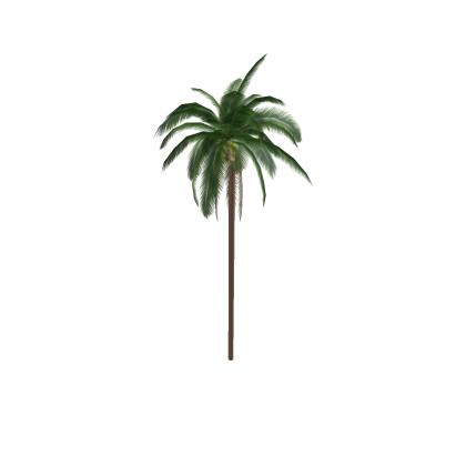 Coconut Tree