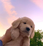 Oakley's Paw's