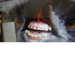 The Emu Gorillas