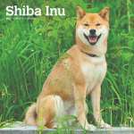 Shiba_inu