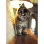 Team CatCat