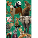 The Official Animal Club (TOAC)